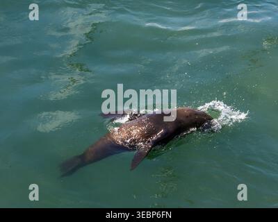 Ein Cape Fur Seal schwimmt und jagt im grünen türkisfarbenen Wasser der Bucht an der V&A Waterfront in Kapstadt Südafrika. Stockfoto