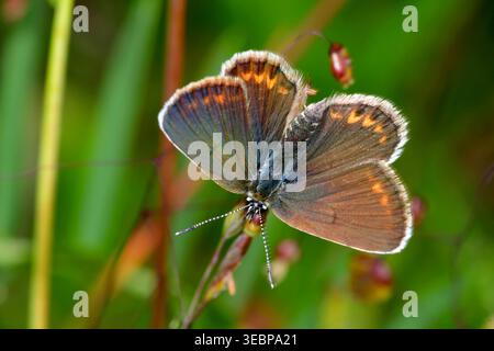 Gewöhnliches Blau (Polyommatus icarus). Weiblich mit offenen Flügeln. Deutschland Stockfoto