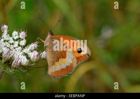 Wiesenbraun (Maniola jurtina). Weibchen mit geschlossenen Flügeln auf dem Blütenstand einer wilden Karotte (Daucus carota) Stockfoto