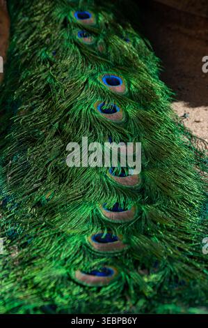 Abstrakter Hintergrund des Pfauengefieders mit detaillierter Textur grüner Widerhaken und bunten Augentöpfen Stockfoto