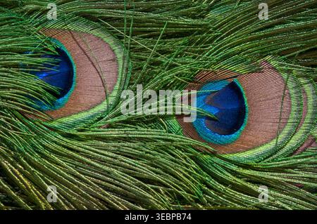 Abstrakter Hintergrund des Pfauengefieders mit detaillierter Textur grüner Widerhaken und bunten Augentöpfen Stockfoto