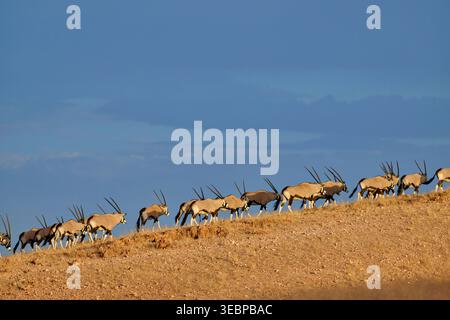 Gemsbok (Oryx gazella). Herdenwanderung in der Namib-Wüste, Namibia Stockfoto