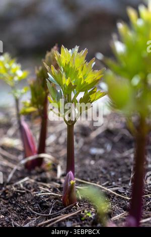 Frische Lieblingsprossen mit rötlichen Stielen und hellgrünen, sich entfaltenden Blättern erheben sich in weichem natürlichem Licht aus dem Frühlingsboden. Stockfoto