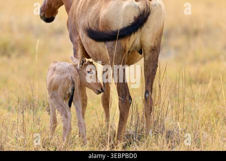 Rotes Hartebeest, Kap Hartebeest (Alcelaphus caama, Alcelaphus buselaphus caama). Mutter mit neugeborenem Baby. Etosha Nationalpark, Namibia, Afrika Stockfoto