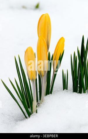 Gelbe Blüten des gelben Crocus crocus flavus im Schnee in einem Wintergarten Stockfoto