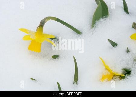Gelbe Blüten der Miniatur Narzissen Tete-a-tete im Schnee in einem Wintergarten Stockfoto