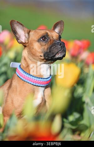 Niedlicher brauner Mischhund mit gewebtem Paracord-Kragen, der auf einem farbenfrohen Tulpenfeld sitzt Stockfoto