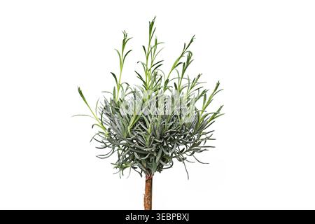 Nahaufnahme des Lavendelbaums „Lavandula Angustifolia“ am Stiel Stockfoto