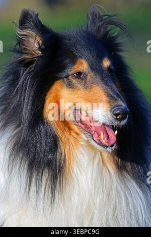 Rauer Collie. Porträt eines Erwachsenen. Deutschland Stockfoto