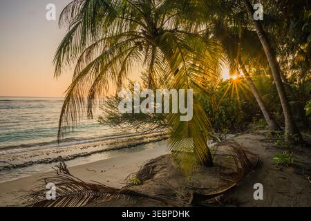 Blick auf goldenes Sonnenlicht, das durch Palmen durchdringt und lange Schatten auf den Sandstrand wirft, während türkisfarbene Wellen sanft das Ufer, die Vashafaru Isla, küssen Stockfoto