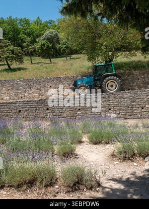 Moderner blauer landwirtschaftlicher Traktor, der auf einer Terrasse mit Steinmauern mit Blick auf ein wunderschönes violettes Lavendelfeld in einer sonnigen ländlichen französischen Landschaft fährt Stockfoto