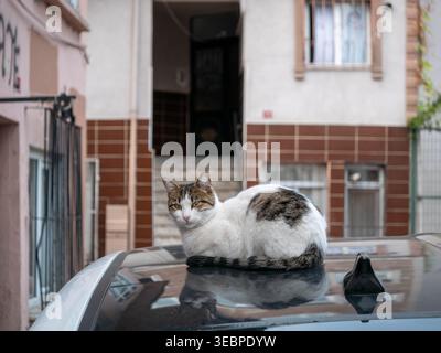 Bezaubernde weiße und braune Tabby-Straßenkatze, die friedlich auf einem glänzenden Autodach im Balat Istanbul Türkei-Viertel mit farbenfrohem urbanem Hintergrund ruht Stockfoto