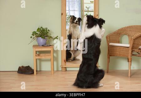 Border Collie. Erwachsener Hund schaut sich in einem Spiegel. Deutschland Stockfoto