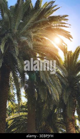 Sonnenlicht durch die Palmen Blätter im Sommer Stockfoto