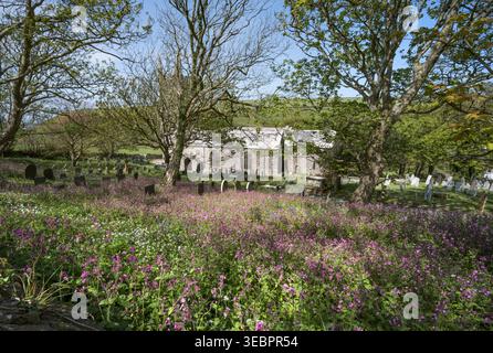 Wilde Blumen wachsen auf Friedhöfen in der Kirche St. Morwenna und St. John the Baptist an der nordkornischen Küste Stockfoto