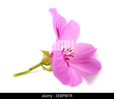 Nahaufnahme einer rosa königlichen Geranie (Pelargonium) Blume isoliert auf weißem Hintergrund. Studio-Aufnahme mit hoher Detailgenauigkeit, leuchtenden Blütenblättern und klarer Komposition Stockfoto
