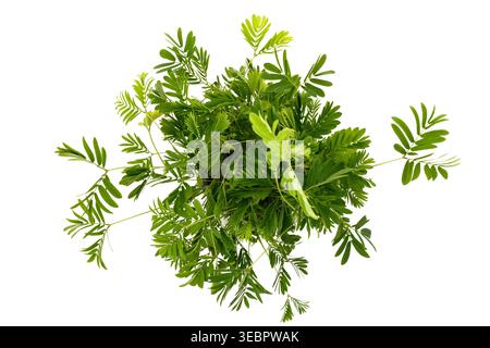 Mimosa pudica-Pflanze mit zarten farnartigen Blättern, isoliert auf weißem Hintergrund. Tropisch empfindlicher Pflanzenausschnitt, ideal für Botanik, Natur, Medi Stockfoto