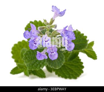 Ein zarter Zweig von Nepeta (Katzenminze) Blüten isoliert auf weißem Hintergrund Stockfoto