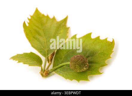 Ahornblätter mit Frucht isoliert auf weiß Stockfoto
