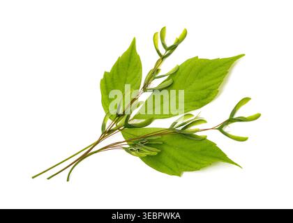 Acer negundo (Boxelder Ahorn) samaras und Blatt isoliert auf einem sauberen weißen Hintergrund. Stockfoto