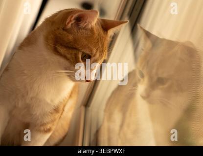 Neugierige flauschige Ingwer-Tabby-Katze, die aus dem Fenster schaut. Stockfoto