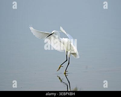 Little Egret (Egretta garzetta) landet im stillen Wasser der Teiche im Leighton Moss RSPB Nature Reserve, Lancashire, England, Großbritannien Stockfoto