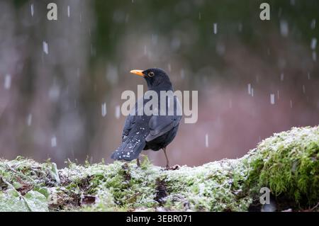 Eurasische Amsel Turdus merula, männlich auf moosigem Baumstumpf während des Schneeschauens. Stockfoto