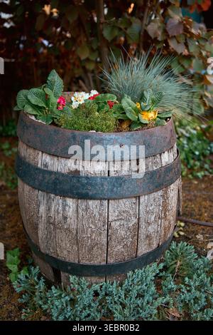 Wunderschöne Blumen wachsen in einem alten Holzfass. Kreative Upcycling Gartendekoration und rustikale Landschaftsgestaltung im Hinterhof Stockfoto