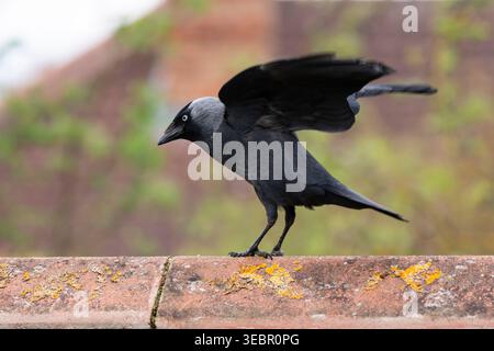 Eurasischer Jackdaw, Corvus monedula, landet auf dem Dach des Gebäudes. Sommer. Stockfoto