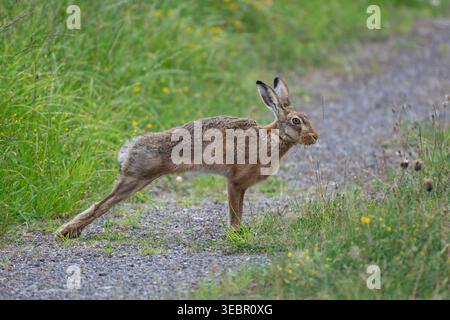 Europäischer Braunhase Lepus europaeus, dehnt sich aus. Stockfoto