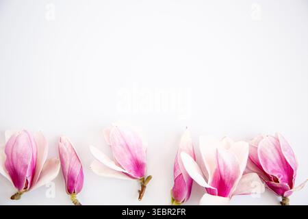 Frühlingsblumen mit Magnolienblüten und minimalistischem Stil. Stockfoto