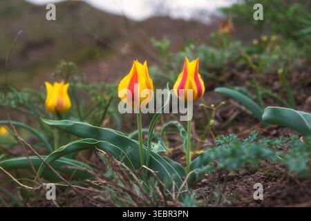 Die Tulpen der wilden Albert (Tulipa alberti) blühen auf felsigen Hängen in der Region Almaty, Kasachstan. Niedrigwinkelaufnahme seltener endemischer Blumen, geeignet für trave Stockfoto