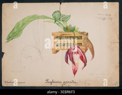 Scelbinia grandis botanische Illustration mit einer bunten Orchideenpflanze mit Blättern und einer detaillierten Blütenblüte, die in einem rustikalen hölzernen Hängekorb auf Vintage-Papier wächst. Aus der Beschreibung der Orchideengattungen von Kraenzlin, Fritz, 1847-1934, erschienen in Berlin zwischen 1880 und 1908. Deutscher Botaniker und Orchideologe. Friedrich Wilhelm Ludwig Kränzlin (1847–1934) führte die Arbeit von John Lindley, „Vater der Orchidologie“, und Heinrich Gustav Reichenbach (1823–1889), dem führenden deutschen Orchidologen des 19. Jahrhunderts, fort und identifizierte und klassifizierte viele neue Orchideengattungen und Arten Stockfoto