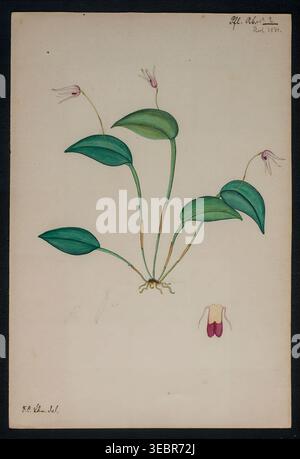 Orchideenpflanze mit grünen Blättern und zarten rosafarbenen Blüten, mit einem detaillierten Blütenquerschnitt, präsentiert eine klassische wissenschaftliche Botanik-Studie. Aus der Beschreibung der Orchideengattungen von Kraenzlin, Fritz, 1847-1934, erschienen in Berlin zwischen 1880 und 1908. Deutscher Botaniker und Orchideologe. Friedrich Wilhelm Ludwig Kränzlin (1847–1934) führte die Arbeit von John Lindley, „Vater der Orchidologie“, und Heinrich Gustav Reichenbach (1823–1889), dem führenden deutschen Orchidologen des 19. Jahrhunderts, fort und identifizierte und klassifizierte viele neue Orchideengattungen und Arten Stockfoto