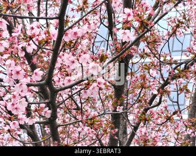 Blühende rosafarbene Kirschblüten im Frühling vor weichem urbanem Hintergrund. Saisonale Naturszene mit zarten Blumen und Baumzweigen, Symbol Stockfoto