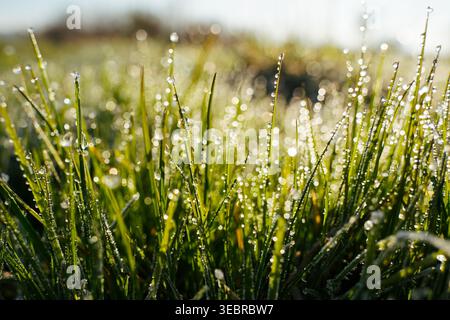 Nahaufnahme von frischem grünem Gras bedeckt mit Morgentauropfen im Sonnenlicht, natürlicher Frühlingshintergrund Stockfoto