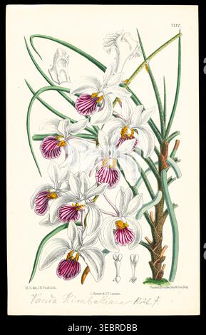 Die botanische Illustration der Orchideen von Vanda Kimballiana zeigt weiße und rosa Blüten mit grünen Blättern und Stielen, in einer detaillierten wissenschaftlichen Darstellung dargestellt, die alte botanische Kunst widerspiegelt. Aus der Beschreibung der Orchideengattungen von Kraenzlin, Fritz, 1847-1934 erschienen in Berlin zwischen 1880 und 1908. Deutscher Botaniker und Orchideologe. Friedrich Wilhelm Ludwig Kränzlin (1847–1934) setzte die Arbeit von John Lindley, „Vater der Orchidologie“, und Heinrich Gustav Reichenbach (1823–1889), dem führenden deutschen Orchideenforscher des 19. Jahrhunderts, fort und identifizierte und klassifizierte viele neue Orchideengattungen und Stockfoto