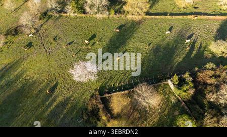Luftaufnahme von Rindern auf grüner Weide in galicien Stockfoto