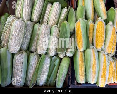 Frische rohe weiße und gelbe Maiskolben mit grünen Schalen in einer Box. Stockfoto