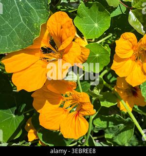Leuchtend orange Kapuzinerkresse mit grünen Blättern im Garten. Stockfoto