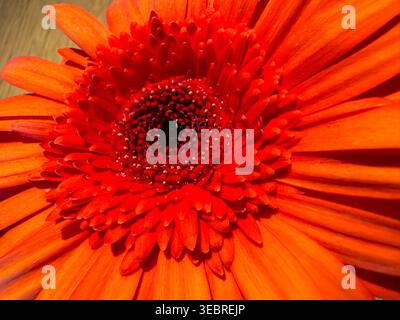 Extreme Nahaufnahme einer hellorangefarbenen Gerbera-Blume. Stockfoto