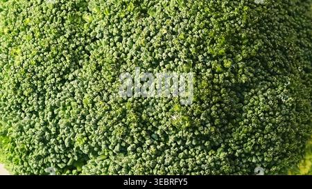 Makronaht von frischem Brokkoli, der den Rahmen mit winzigen Wassertropfen auf dichten grünen Röschen und knackiger Textur füllt. Sauberes Essen, pflanzliche Mahlzeiten Stockfoto
