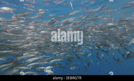 Unterwasserblick auf Sardinenschwärme im Meer Stockfoto
