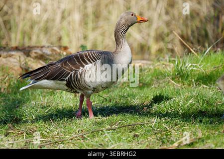 Eine graue Gans steht auf dem grünen Gras. Hochwertige Fotos Stockfoto