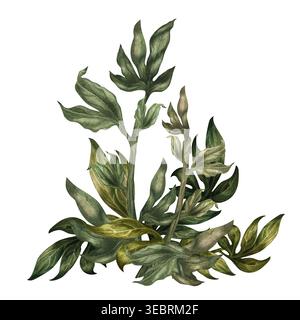 Vertikales Aquarellstrauß aus Pfingstrosenblättern mit elegantem Aufwärtswuchs. Natürlich fließende Stiele und eine sanfte grüne Palette sorgen für eine raffinierte botanische Note Stockfoto