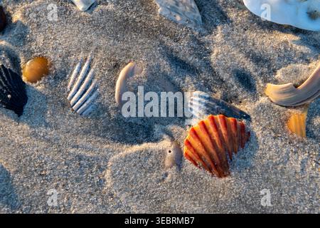 Die Muscheln sind teilweise in Sand am Strand vergraben Stockfoto