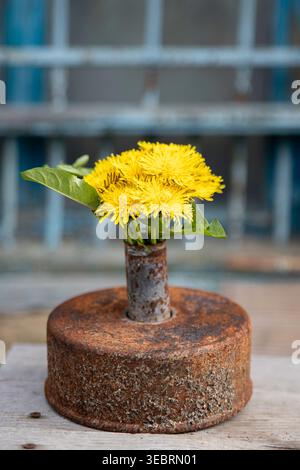 Gelber Löwenzahn in einem rostigen Industriemetallzylinder auf einem Holztisch Stockfoto