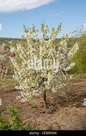 Blühender Kirschbaum in einem traditionellen Garten aus der Comarna Iasi mit zarten weißen Blüten unter Frühlingssonne Stockfoto