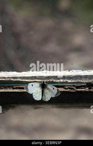 Weißer Schmetterling, der am Rand eines verwitterten hölzernen Fensterrahmens mit einem verschwommenen natürlichen Hintergrund bei weichem Tageslicht thront Stockfoto