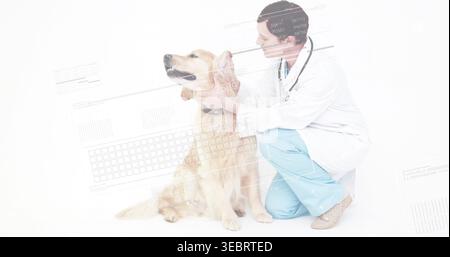Untersuchungsarzt mit goldenem Retriever-Kopf vor weißem Hintergrund, weißem Mantel und Stethoskop Stockfoto